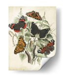 No Está Adornado Mariposa Refugio I - Vision Studio | Cuadro decorativo de Canvas Lab