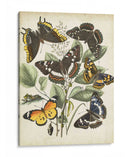 Haverfly Haven Ii No Adornado - Vision Studio | Cuadro decorativo de Canvas Lab