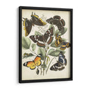 Haverfly Haven Ii No Adornado - Vision Studio | Cuadro decorativo de Canvas Lab