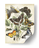 Haverfly Haven Ii No Adornado - Vision Studio | Cuadro decorativo de Canvas Lab