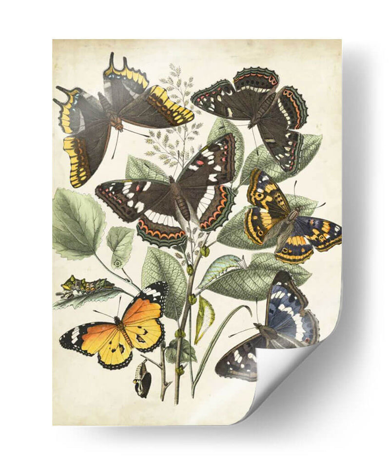 Haverfly Haven Ii No Adornado - Vision Studio | Cuadro decorativo de Canvas Lab