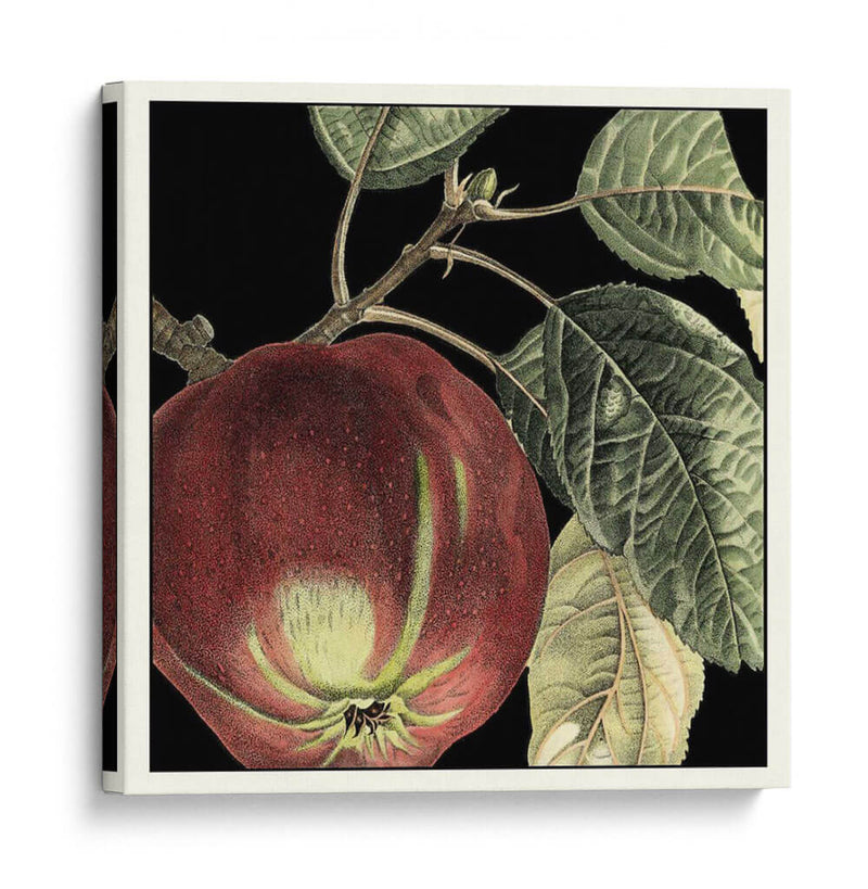 Manzana Dramática - Vision Studio | Cuadro decorativo de Canvas Lab