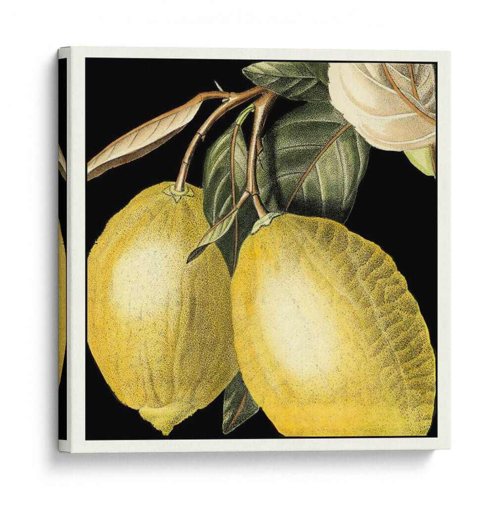 Limón Dramático - Vision Studio | Cuadro decorativo de Canvas Lab