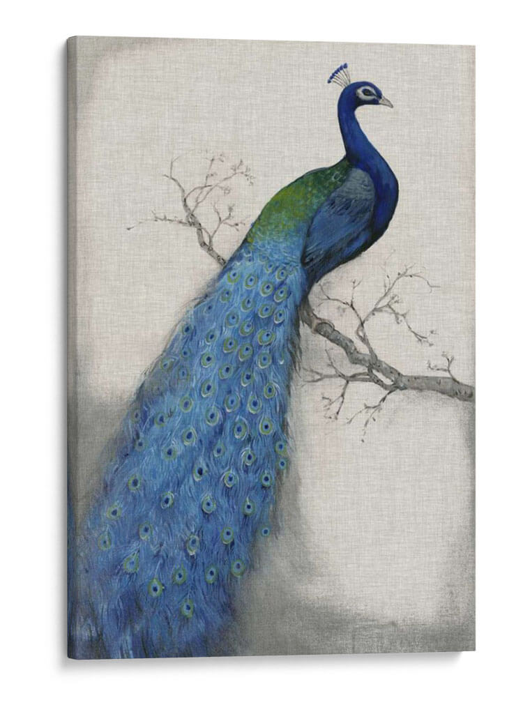 Pavo Real Azul I - Tim OToole | Cuadro decorativo de Canvas Lab