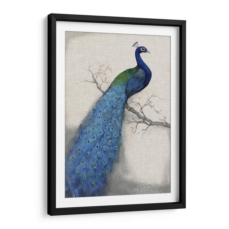 Pavo Real Azul I - Tim OToole | Cuadro decorativo de Canvas Lab