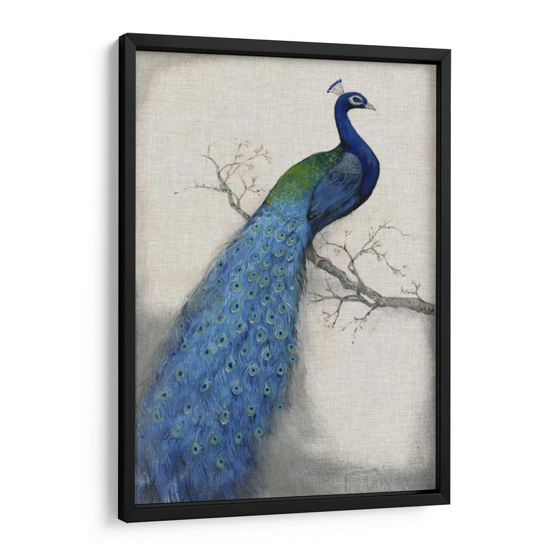 Pavo Real Azul I - Tim OToole | Cuadro decorativo de Canvas Lab