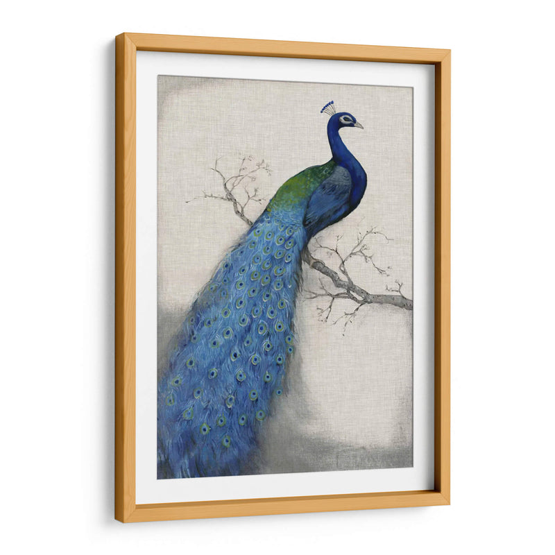 Pavo Real Azul I - Tim OToole | Cuadro decorativo de Canvas Lab