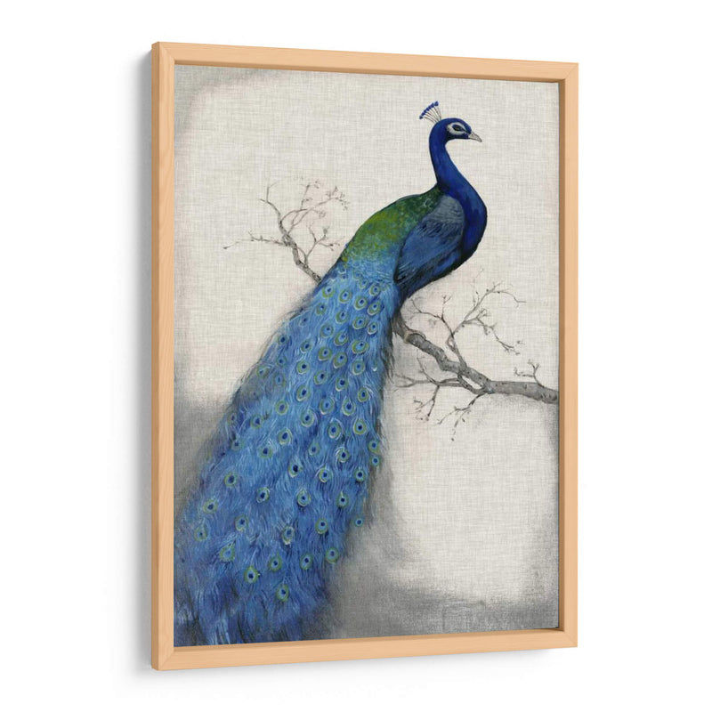 Pavo Real Azul I - Tim OToole | Cuadro decorativo de Canvas Lab