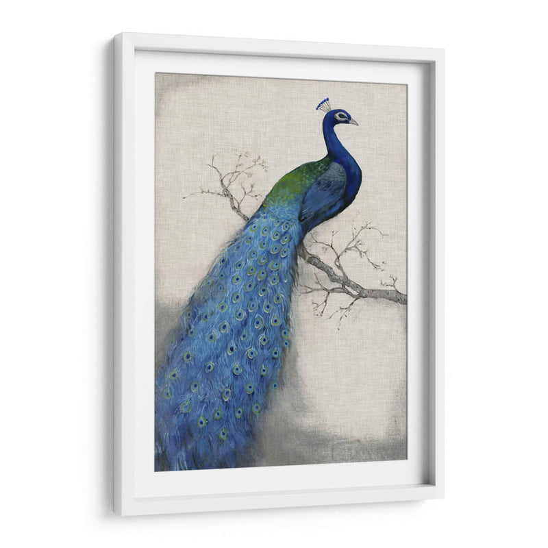 Pavo Real Azul I - Tim OToole | Cuadro decorativo de Canvas Lab