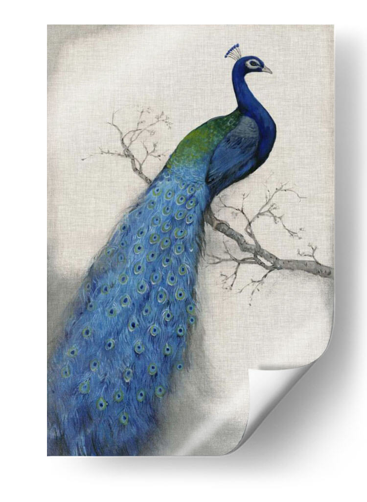 Pavo Real Azul I - Tim OToole | Cuadro decorativo de Canvas Lab