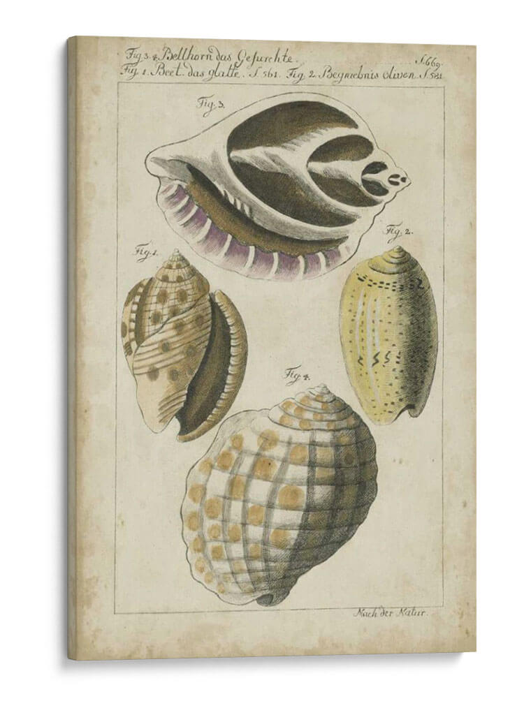 Estudio De Shell Vintage I - Martini | Cuadro decorativo de Canvas Lab