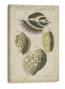 Estudio De Shell Vintage I - Martini | Cuadro decorativo de Canvas Lab