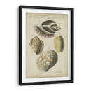 Estudio De Shell Vintage I - Martini | Cuadro decorativo de Canvas Lab