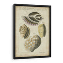 Estudio De Shell Vintage I - Martini | Cuadro decorativo de Canvas Lab