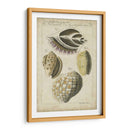 Estudio De Shell Vintage I - Martini | Cuadro decorativo de Canvas Lab