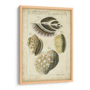 Estudio De Shell Vintage I - Martini | Cuadro decorativo de Canvas Lab