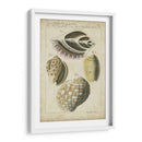 Estudio De Shell Vintage I - Martini | Cuadro decorativo de Canvas Lab