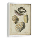 Estudio De Shell Vintage I - Martini | Cuadro decorativo de Canvas Lab