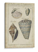 Estudio De Shell Vintage Ii - Martini | Cuadro decorativo de Canvas Lab