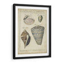 Estudio De Shell Vintage Ii - Martini | Cuadro decorativo de Canvas Lab