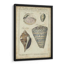 Estudio De Shell Vintage Ii - Martini | Cuadro decorativo de Canvas Lab