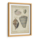 Estudio De Shell Vintage Ii - Martini | Cuadro decorativo de Canvas Lab