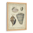 Estudio De Shell Vintage Ii - Martini | Cuadro decorativo de Canvas Lab