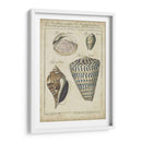 Estudio De Shell Vintage Ii - Martini | Cuadro decorativo de Canvas Lab
