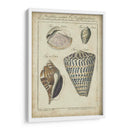 Estudio De Shell Vintage Ii - Martini | Cuadro decorativo de Canvas Lab