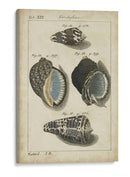 Estudio De Shell Vintage Iii - Martini | Cuadro decorativo de Canvas Lab