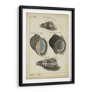 Estudio De Shell Vintage Iii - Martini | Cuadro decorativo de Canvas Lab