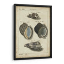 Estudio De Shell Vintage Iii - Martini | Cuadro decorativo de Canvas Lab