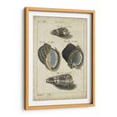 Estudio De Shell Vintage Iii - Martini | Cuadro decorativo de Canvas Lab