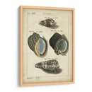 Estudio De Shell Vintage Iii - Martini | Cuadro decorativo de Canvas Lab