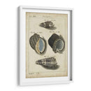 Estudio De Shell Vintage Iii - Martini | Cuadro decorativo de Canvas Lab