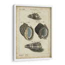 Estudio De Shell Vintage Iii - Martini | Cuadro decorativo de Canvas Lab