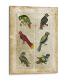 Loros Anticuario I - Vision Studio | Cuadro decorativo de Canvas Lab