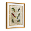 Loros Anticuario I - Vision Studio | Cuadro decorativo de Canvas Lab