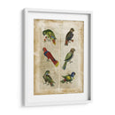 Loros Anticuario I - Vision Studio | Cuadro decorativo de Canvas Lab