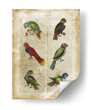 Loros Anticuario I - Vision Studio | Cuadro decorativo de Canvas Lab