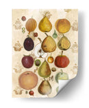 Botánico Comestible Ii - Naomi McCavitt | Cuadro decorativo de Canvas Lab