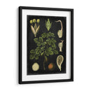 Estudio En Botany Iv - Vision Studio | Cuadro decorativo de Canvas Lab