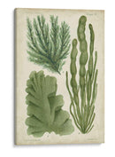 Espécimen De Algas En Verde I - Vision Studio | Cuadro decorativo de Canvas Lab