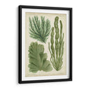Espécimen De Algas En Verde I - Vision Studio | Cuadro decorativo de Canvas Lab