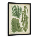 Espécimen De Algas En Verde I - Vision Studio | Cuadro decorativo de Canvas Lab