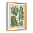 Espécimen De Algas En Verde I - Vision Studio | Cuadro decorativo de Canvas Lab