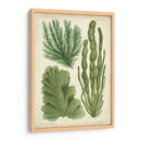 Espécimen De Algas En Verde I - Vision Studio | Cuadro decorativo de Canvas Lab