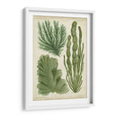Espécimen De Algas En Verde I - Vision Studio | Cuadro decorativo de Canvas Lab