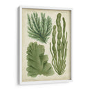Espécimen De Algas En Verde I - Vision Studio | Cuadro decorativo de Canvas Lab