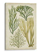 Espécimen De Algas En Verde Iii - Vision Studio | Cuadro decorativo de Canvas Lab